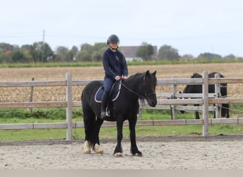 Tinker, Stute, 5 Jahre, 140 cm, Rappe