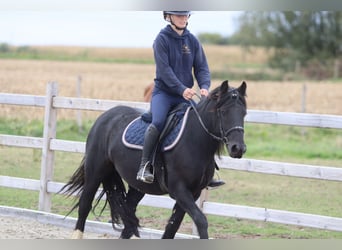 Tinker, Stute, 5 Jahre, 140 cm, Rappe