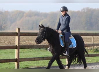 Tinker, Stute, 5 Jahre, 140 cm, Rappe