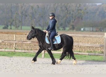 Tinker, Stute, 5 Jahre, 140 cm, Rappe