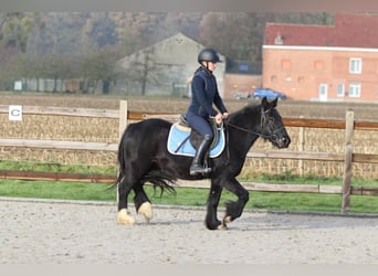 Tinker, Stute, 5 Jahre, 140 cm, Rappe