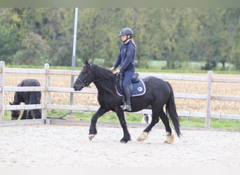 Tinker, Stute, 5 Jahre, 140 cm, Rappe