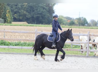 Tinker, Stute, 5 Jahre, 140 cm, Rappe