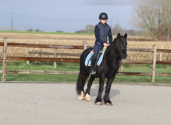 Tinker, Stute, 5 Jahre, 140 cm, Rappe