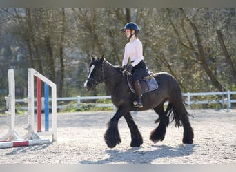 Tinker, Stute, 5 Jahre, 140 cm, Rappe