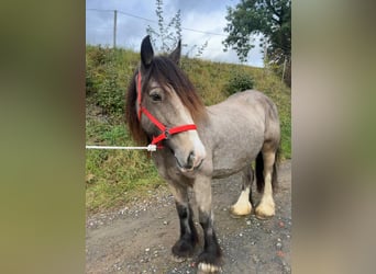 Tinker, Stute, 5 Jahre, 142 cm, Buckskin