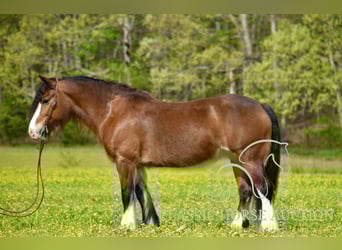 Tinker, Stute, 5 Jahre, 142 cm, Rotbrauner