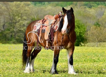 Tinker, Stute, 5 Jahre, 142 cm, Rotbrauner