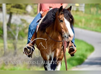 Tinker, Stute, 5 Jahre, 142 cm, Rotbrauner