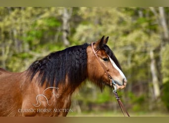 Tinker, Stute, 5 Jahre, 142 cm, Rotbrauner