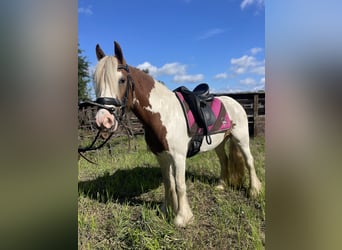Tinker, Stute, 5 Jahre, 142 cm, Tobiano-alle-Farben