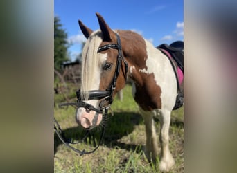 Tinker, Stute, 5 Jahre, 142 cm, Tobiano-alle-Farben