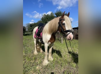 Tinker, Stute, 5 Jahre, 142 cm, Tobiano-alle-Farben