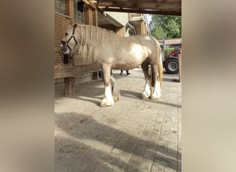 Tinker, Stute, 5 Jahre, 143 cm, Palomino
