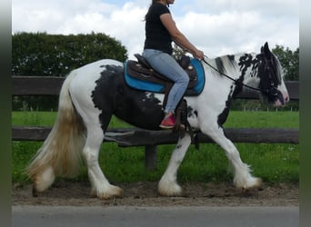 Tinker, Stute, 5 Jahre, 143 cm, Schecke