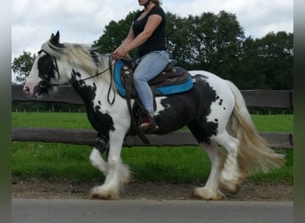 Tinker, Stute, 5 Jahre, 143 cm, Schecke