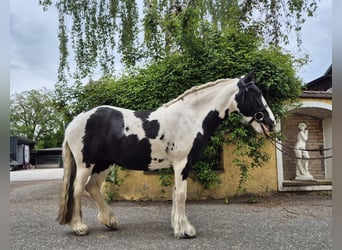 Tinker, Stute, 5 Jahre, 144 cm, Schecke