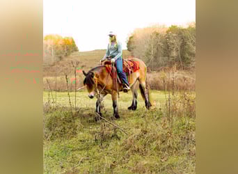 Tinker, Stute, 5 Jahre, 145 cm, Rotbrauner