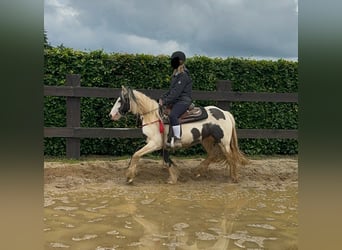 Tinker, Stute, 5 Jahre, 145 cm, Schecke