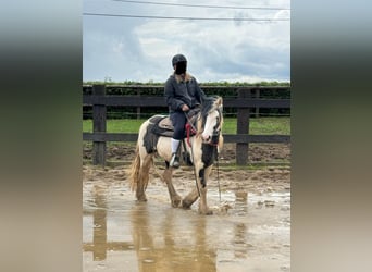 Tinker, Stute, 5 Jahre, 145 cm, Schecke