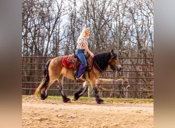 Tinker, Stute, 5 Jahre, 145 cm