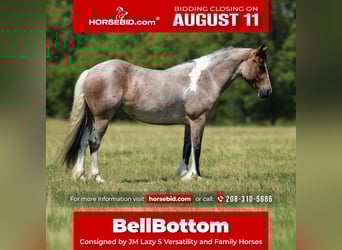 Tinker Mix, Stute, 5 Jahre, 147 cm