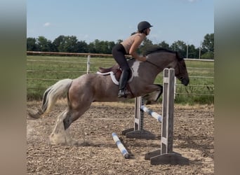 Tinker Mix, Stute, 5 Jahre, 147 cm