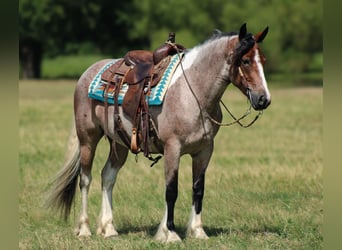 Tinker Mix, Stute, 5 Jahre, 147 cm