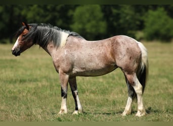 Tinker Mix, Stute, 5 Jahre, 147 cm