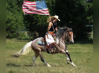 Tinker Mix, Stute, 5 Jahre, 147 cm