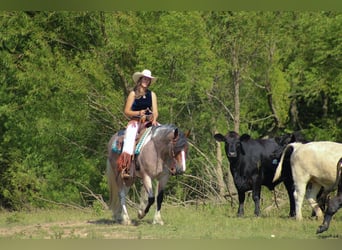 Tinker Mix, Stute, 5 Jahre, 147 cm