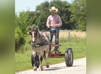 Tinker Mix, Stute, 5 Jahre, 147 cm