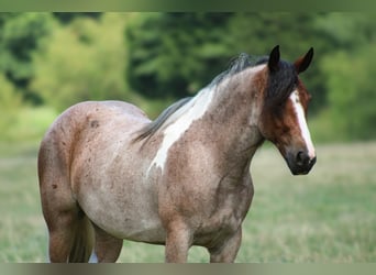 Tinker Mix, Stute, 5 Jahre, 147 cm