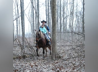 Tinker, Stute, 5 Jahre, 147 cm, Brauner