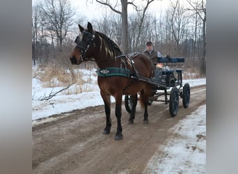 Tinker, Stute, 5 Jahre, 147 cm, Brauner