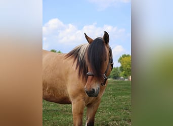 Tinker Mix, Stute, 5 Jahre, 150 cm, Falbe