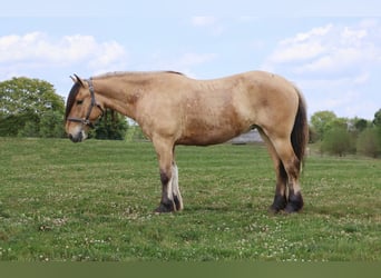 Tinker Mix, Stute, 5 Jahre, 150 cm, Falbe