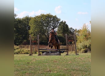 Tinker Mix, Stute, 5 Jahre, 150 cm, Falbe