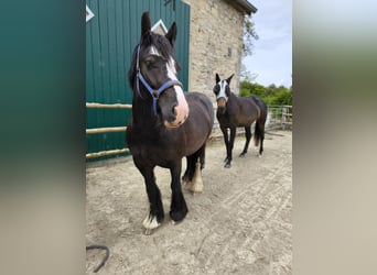Tinker, Stute, 5 Jahre, 150 cm, Rappe