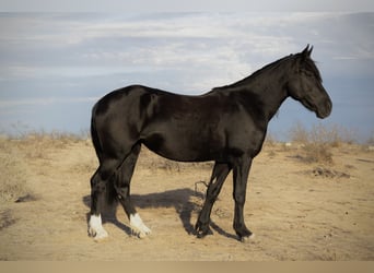 Tinker Mix, Stute, 5 Jahre, 150 cm, Rappe