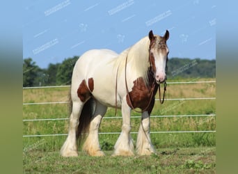 Tinker, Stute, 5 Jahre, 150 cm, Schecke