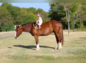 Tinker, Stute, 5 Jahre, 152 cm, Dunkelfuchs