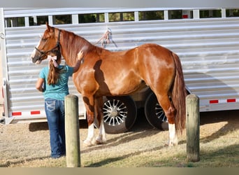 Tinker, Stute, 5 Jahre, 152 cm, Dunkelfuchs