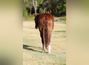 Tinker, Stute, 5 Jahre, 152 cm, Dunkelfuchs