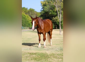 Tinker, Stute, 5 Jahre, 152 cm, Dunkelfuchs