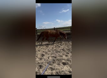 Tinker, Stute, 5 Jahre, 155 cm, Fuchs