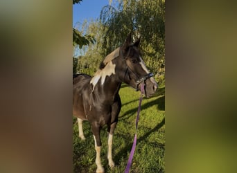 Tinker Mix, Stute, 5 Jahre, 155 cm, Schecke