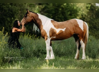 Tinker Mix, Stute, 5 Jahre, 155 cm