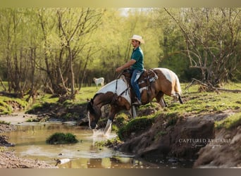 Tinker Mix, Stute, 5 Jahre, 155 cm
