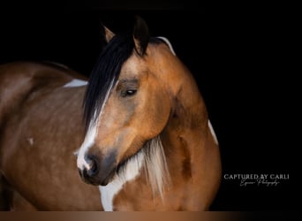 Tinker Mix, Stute, 5 Jahre, 155 cm